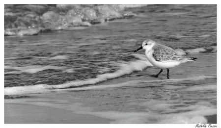 Bécasseau sanderling